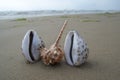 Seashells on the beach as a group sex concept Royalty Free Stock Photo