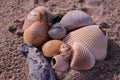 The Seashells on the beach of the Atlantic Ocean at Emerald Isle, NC