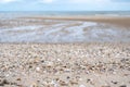 Seashells on the beach