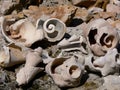 Seashells On the Beach