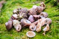 Seashells on the beach, Kanyakumari