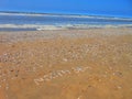 Seashells on the beach