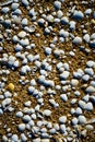 Seashells on the beach, Portugal