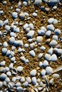 Seashells on the beach, Portugal
