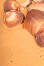 Seashells on the beach Royalty Free Stock Photo