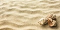 Seashells on the beach sand Royalty Free Stock Photo