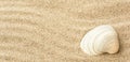 Seashells on the beach sand Royalty Free Stock Photo