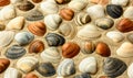 Seashells on the beach sand Royalty Free Stock Photo