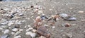 Seashells on the beach Royalty Free Stock Photo