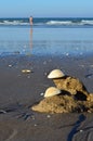 Seashells on the beach sand of th sea in the backgrond