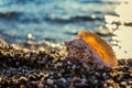 Seashells on the beach Royalty Free Stock Photo