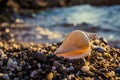 Seashells on the beach Royalty Free Stock Photo