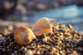 Seashells on the beach Royalty Free Stock Photo