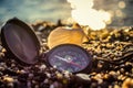 Seashells on the beach Royalty Free Stock Photo