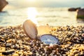 Seashells on the beach Royalty Free Stock Photo