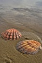 Seashells on beach shoreline Bay of California, Baja, Mexico Royalty Free Stock Photo