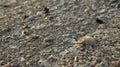 Seashells on the beach in soft evening light.