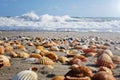 Seashells on the beach. Vacation background. Beach full of shells. Royalty Free Stock Photo