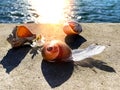 Seashells and bird feather on stone rock on sunset at blue sea summer sun reflection on water wave nature landscape