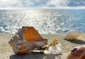 Seashells and bird feather on stone rock on sunset at blue sea summer sun reflection on water wave nature landscape