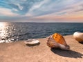 Seashells and bird feather on stone rock on sunset at blue sea summer sun reflection on water wave nature landscape