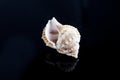 Seashells on black background sealife Royalty Free Stock Photo