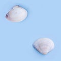 Seashells on blue background Royalty Free Stock Photo