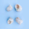 Seashells on blue background Royalty Free Stock Photo