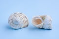 Seashells on blue background Royalty Free Stock Photo