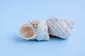 Seashells on blue background Royalty Free Stock Photo