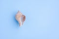 Seashells on blue background Royalty Free Stock Photo