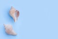 Seashells on blue background Royalty Free Stock Photo