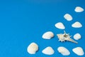 Seashells on blue background with copy space. Souvenirs from the seaside
