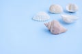 Seashells on blue background Royalty Free Stock Photo