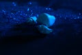 Seashells on a blue glitter texture background. Sequins are scattered on a black background. Shimmering sand effect. On the