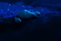 Seashells on a blue glitter texture background. Sequins are scattered on a black background. Shimmering sand effect. On the