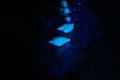 Seashells on a blue glitter texture background. Sequins are scattered on a black background. Shimmering sand effect. On the