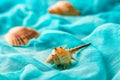 Seashells on cian background