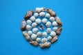 The seashells in the circle on the blue background.