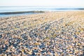 Sea shells on sunrise coastal sandy beach seascape