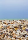 Seashells close-up and blue Royalty Free Stock Photo