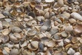 At the seashells close-up Royalty Free Stock Photo