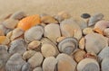 Seashells on a sand background