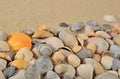 Seashells on a sand background