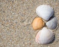 Seashells cockle on the beach in the sand