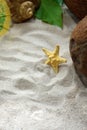 Seashells, coconuts and a starfish on beach sand Royalty Free Stock Photo