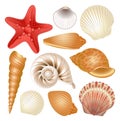 Seashells collection Royalty Free Stock Photo