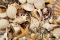 Sea Seashells Collection Royalty Free Stock Photo