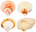 Seashells collection Royalty Free Stock Photo