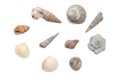 Seashells collection